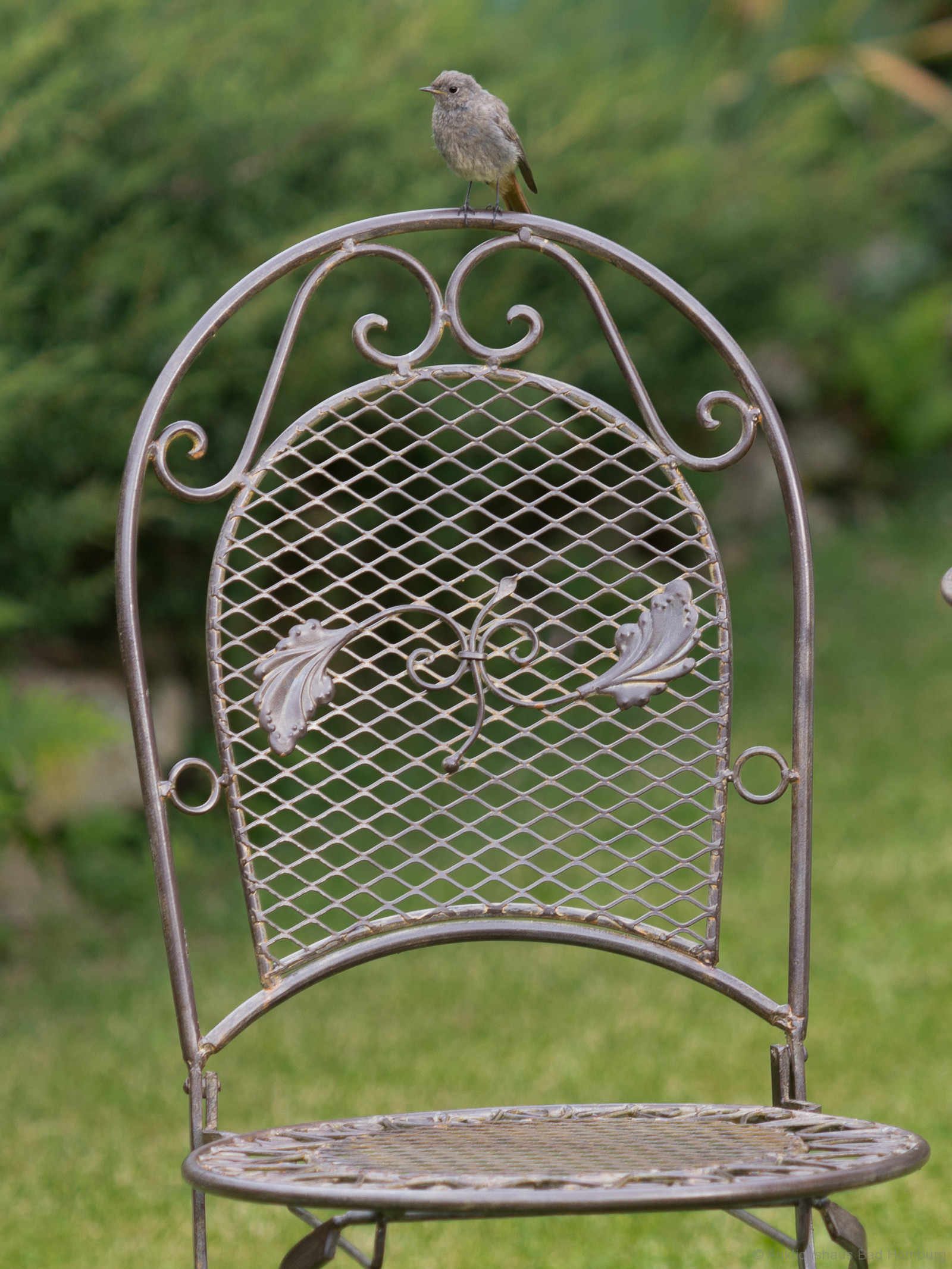 vogelstuhl Nostalgie Gartenstuhl 9kg Schmiedeeisen Klappstuhl Stuhl antik Stil braun Eisen
